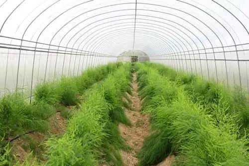 蘆筍喜陽還是喜陰？蘆筍有哪些種植技巧