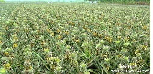 菠蘿高產優質栽培技術 菠蘿園施肥管理技