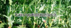 玉米病毒病的識別與防治（ 玉米病毒病的