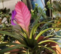 80種致癌花卉名單『52種有毒花不能在家養