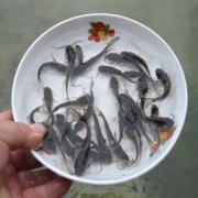 泛塘和中毒怎么區分（ 水產養殖中泛塘是
