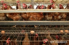 蛋雞產蛋率下降怎么回事（ 蛋雞產蛋率突