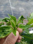 茶螨的識別與防治「茶螨的識別與防治方