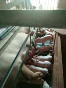 小豬不拉稀的飼喂方法-養殖小豬不拉稀的